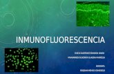 Inmunofluorescencia exposicion