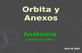 ( I ) 3 orbita y a. anatomia 1