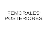 ANATOMIA FEMORALES POSTERIORES