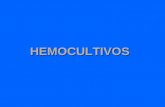 Hemocultivos Slide