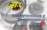 Staphylococcus y Streptococcus