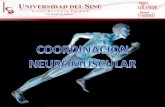 Exploracion neuromuscular