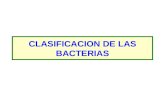 Clasificacion de las bacterias
