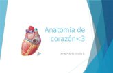 Anatomía básica de corazón