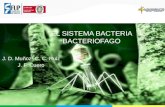 El Sistema Virus Bacteriofago