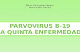 Parvovirus b19
