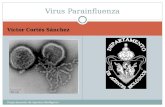 6.  Virus Parainfluenza