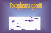 Toxoplasma para presentar en clase