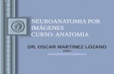 Neuroanatomia Por Imagenes