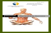Portafolio de anatomía UCT-2013