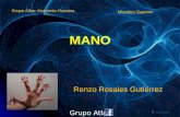 Clase Mano Anatomia Grupo Atlas