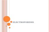 Electroforesis [Bioseparaciones Mecánicas]