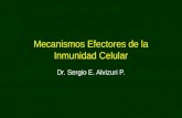 4ta Clase Urp Mecanismos Efectores  Inmunidad Celular Mi 200