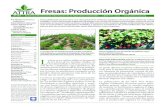 Fresas: Producción Orgánica