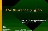 Clase Neuronas y Glia Histología