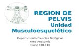 Clase Región Pelvis Anatomia