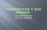 Hepatocitos y Sus Anexos
