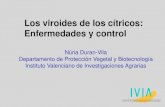 Viroides Mexico 1