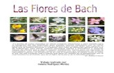 Las Flores de Bach por Helena Rodríguez Montes