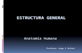 Estructura General Anatomia Humana