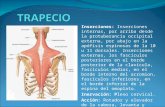Musculos Posteriores Del Torax (Region Superficial)