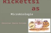 Rickettsias; Microbiologia
