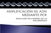 PCR diapositivas(2)(2)