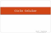 Ppt - Ciclo Celular