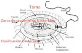 Clasificacion y Curva de Crecimento Bacteriano