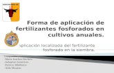 Fertilizacion  Fosforada Localizada