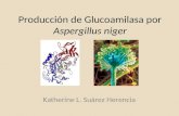Producción de Glucoamilasa por Aspergillus niger