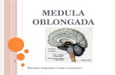 neuro-MEDULA OBLONGADA