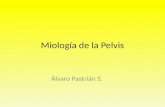 Miología de la Pelvis