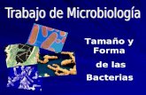Tamaño y Formas de las Bacterias