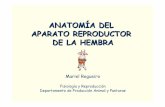 Ap reproductor hembra