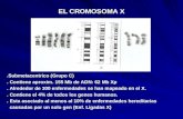 EL CROMOSOMA X