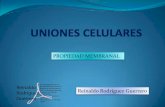 8. Uniones Celulares y El Glicocalix