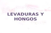 LEVADURAS Y HONGOS.MICRO