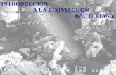 Introducción a la lixiviación bacteriana