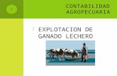 explotacion de ganado Lechero