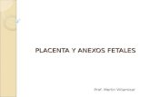 4.) Placenta y Anexos Fetales - Prof. Merlin Villamizar