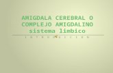 AMIGDALA CEREBRAL o complejo amigdalino