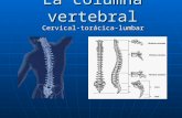La Columna Vertebral posiciones radiologicas y anatomia
