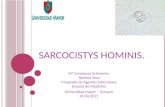 Sarcocystis hominis presentacion