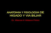 Anatomia y Fisiologia de Higado y via Biliar