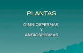 Gimnospermas y Angiospermas