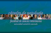 1a Clase Introducción a la AnatomíaPatológica FCV-UCV Carolina Rodríguez-Cariño