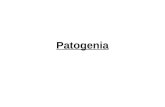 Patogenia Bartonelosis