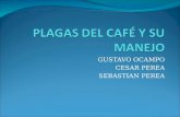 ...PLAGAS DEL CAFÉ Y SU MANEJO