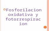 Fotofosforilacin Ciclica y No Cclica